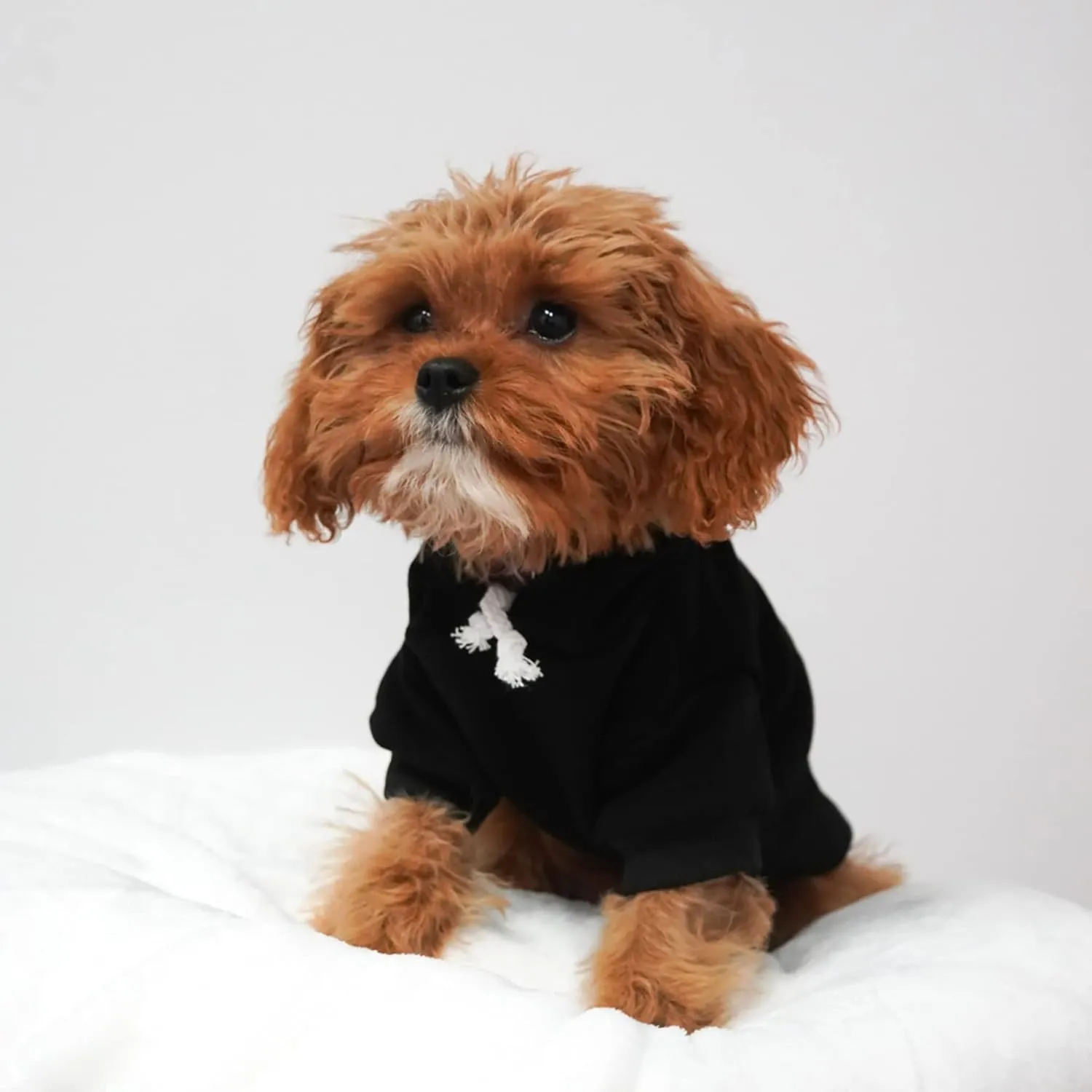 Let The Adventure Begin Summer Dog Hoodie Fleece Lined Pullover Sweatshirt with Leash Hole (Black, Large 784)